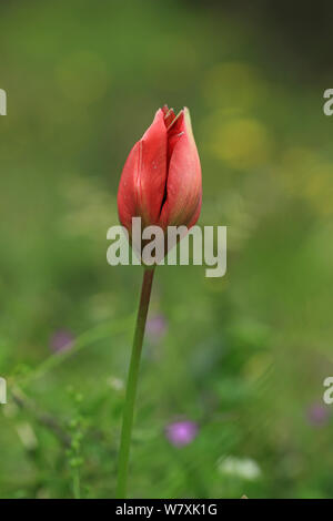 Wild orange tulip (Tulipa orphanidea) in fiore, Lesbo, Grecia, maggio. Foto Stock