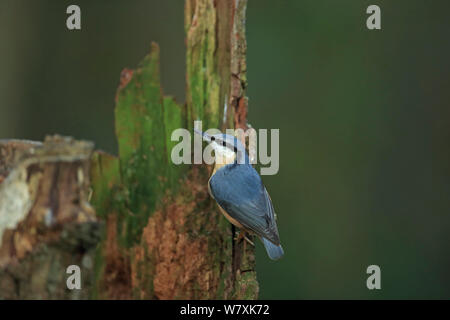 Picchio muratore (Sitta europaea caesia) sul ceppo di albero, Norfolk, Regno Unito, Marzo. Foto Stock