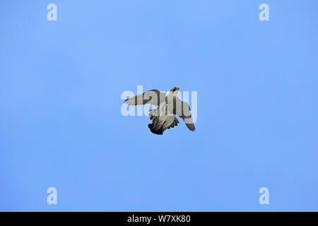 Falco pellegrino (Falco peregrinus) in volo al piccione (Columba livia) preda, Norwich, Norfolk, Regno Unito, Giugno. Foto Stock