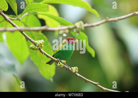 Bay-guidato tanager (Tangara gyrola) alimentazione su bacche, Trinidad e Tobago. Foto Stock