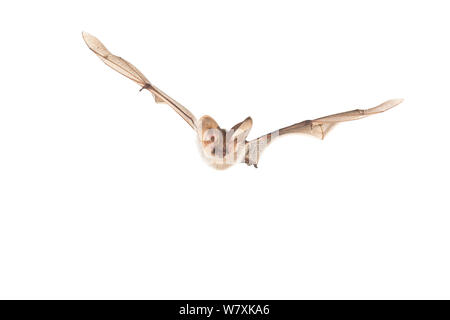 Lungo grigio-eared bat (Plecotus austriacus) in volo, in Francia, in aprile, progetto Meetyourneighbors.net Foto Stock