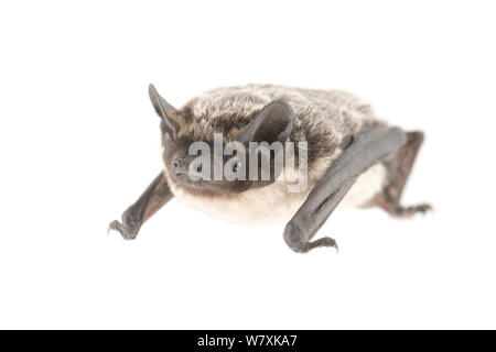 Particol-colorato bat (Vespertilio murinus) Nei Paesi Bassi, in agosto. Progetto Meetyourneighbors.net Foto Stock