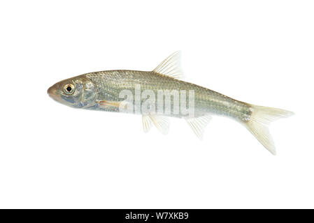 Common Dace (Leuciscus leuciscus) Nei Paesi Bassi, in febbraio. Progetto Meetyourneighbors.net Foto Stock