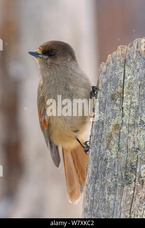 Siberian Jay (Perisoreus infaustus) appollaiato sul vecchio tronco di albero. Kuusamo, Finlandia, Febbraio Foto Stock