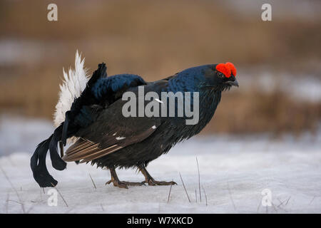 Maschio nero gallo cedrone (Tetrao tetrix) permanente sulla neve a lek sito. Skelleftea, Svezia. Maggio. Foto Stock