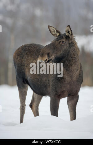 Alci femmina (Alces alces) in piedi nella neve. Nord-Trondelag, Norvegia. Dicembre. Foto Stock