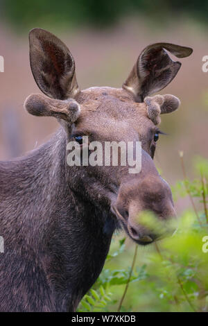 Giovane maschio alci europea (Alces alces) o europea Elk in piedi nella radura, close-up verticale. La Norvegia meridionale. Luglio. Foto Stock
