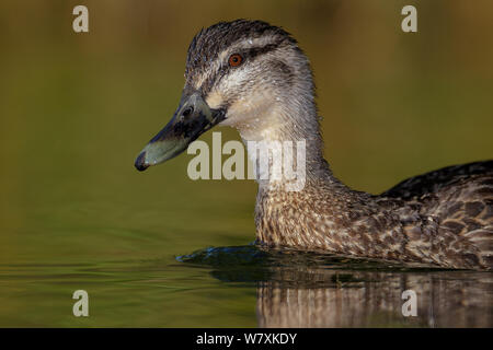 Pacific nero/grigio (d'anatra Anas superciliosa) nuoto, close-up verticale. Il lago di Alexandrina, South Island, in Nuova Zelanda. Gennaio. Foto Stock