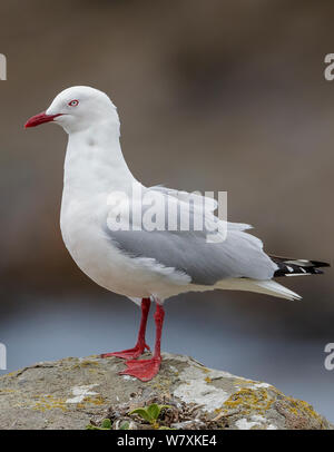 Rosso-fatturati gabbiano (Chroicocephalus scopulinus) appollaiato sulla roccia. Punto Katiki, Otago, South Island, in Nuova Zelanda. Gennaio. Foto Stock