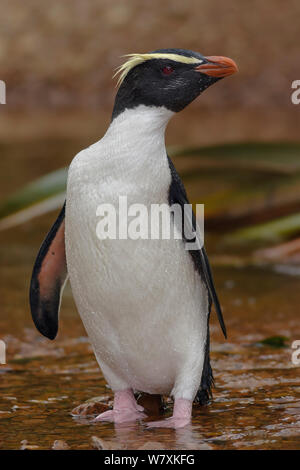 Fiordland pinguino crestato (Eudyptes pachyrhynchus) in piedi in piccolo flusso di acqua dolce. Westland, Costa Ovest, South Island, in Nuova Zelanda. Settembre. Foto Stock