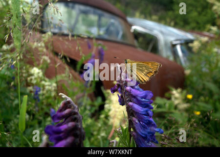 Skipper butterfly (Hesperiidae) nella parte anteriore della vecchia ruggine auto in auto Bastnas cimitero, Svezia, giugno. Foto Stock