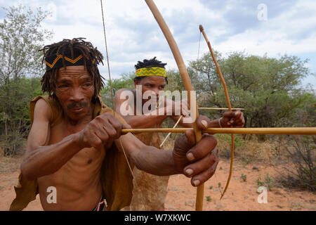 Naro Boscimani San la caccia nel bush con i tradizionali archi e frecce, il Kalahari, Ghanzi regione, Botswana, Africa. La stagione secca, ottobre 2014. Foto Stock