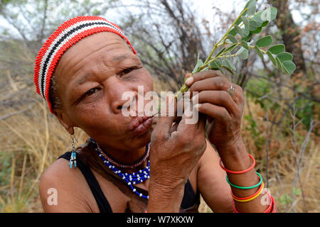 Naro San donna di mangiare la radice di un medicinale &#39;Impianto di fegato&#39;, il Kalahari, Ghanzi regione, Botswana, Africa. La stagione secca, ottobre 2014. Foto Stock