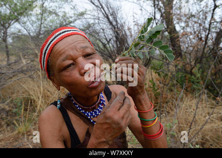 Naro San donna di mangiare la radice di un medicinale &#39;Impianto di fegato&#39;, il Kalahari, Ghanzi regione, Botswana, Africa. La stagione secca, ottobre 2014. Foto Stock