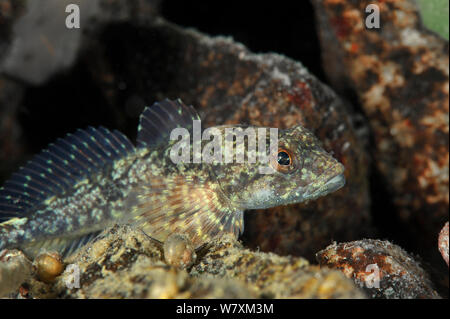 Giovani pigmeo di sculpin (Procottus gurwicii) Lago Baikal, Russia, Settembre. Foto Stock