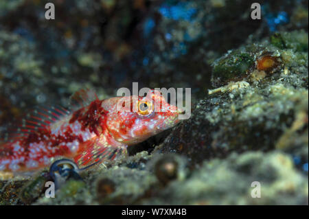 Sculpin pigmeo (Procottus gurwicii) endemica al Lago Baikal, Russia, maggio. Foto Stock