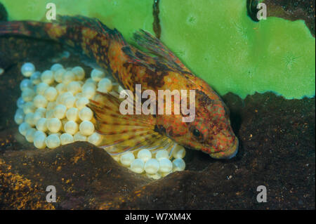 Sculpin pigmeo (Procottus gurwicii) con uova, endemica al Lago Baikal, Russia, maggio. Foto Stock