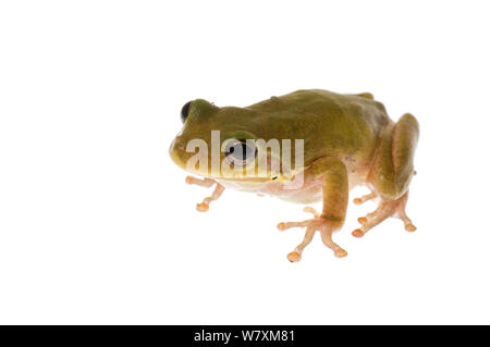 Lo scoiattolo Treefrog (Hyla squirella) Southern Appalachians, Carolina del Sud, Stati Uniti, Aprile. Progetto Meetyourneighbors.net Foto Stock