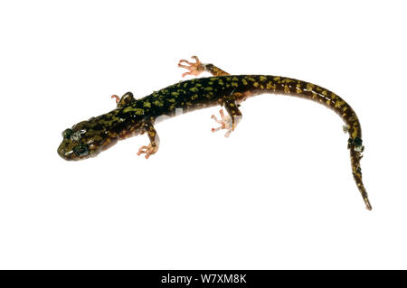 Salamandra verde (Aneides aeneus) Southern Appalachians, Carolina del Sud, Stati Uniti, Aprile. Progetto Meetyourneighbors.net Foto Stock