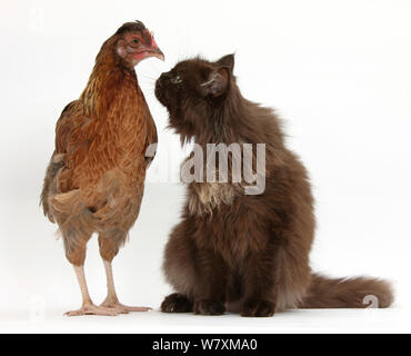 Il cioccolato cat seduto accanto al pollo. Foto Stock