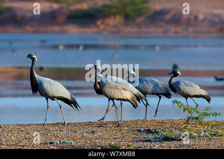 Demoiselle gru (Anthropoides virgo) gruppo di quattro ad acqua&#39;s edge India. Foto Stock