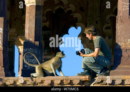 Fotografo Axel Gomille, con Hanuman Langur (Semnopithecus/ Presbytis entellus), di fronte Ranthambhore Fort, Rajasthan, India. Dicembre 2006. Foto Stock