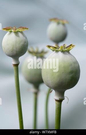 Un piccolo gruppo di Breadseed Teste di papavero (Papaver somniferum) Foto Stock