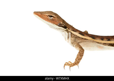 A becco lungo dragon (Lophognathus longirostris) Plutonic miniera d'oro, Meekatharra Shire, Gascoyne Bioregion, Western Australia. Progetto Meetyourneighbtous.net Foto Stock