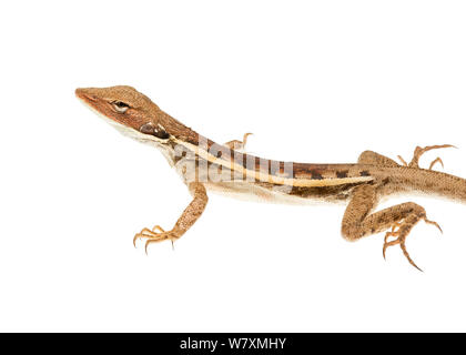 A becco lungo dragon (Lophognathus longirostris) Plutonic miniera d'oro, Meekatharra Shire, Gascoyne Bioregion, Western Australia. Progetto Meetyourneighbtous.net Foto Stock