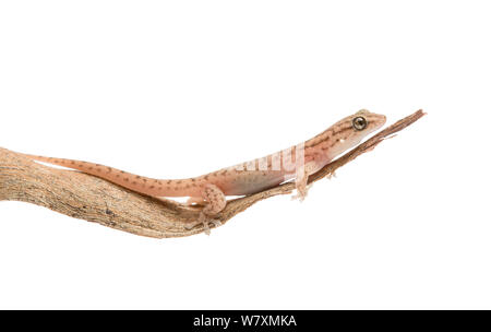 Tree Dtella Gecko (Gehyra variegata) Plutonic miniera d'oro, Meekatharra Shire, Gascoyne Bioregion, Western Australia. Progetto Meetyourneighbtous.net Foto Stock