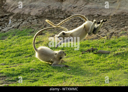 Pianure Settentrionali langurs grigio (Semnopithecus entellus) combattimenti. Parco nazionale di Ranthambore, India. Foto Stock
