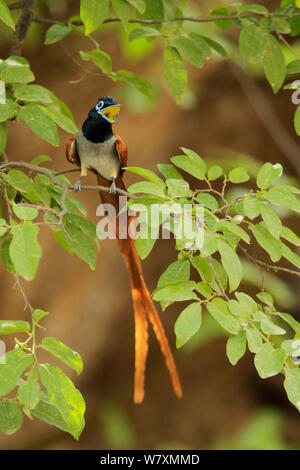 Paradiso asiatico-flycatcher (Terpsiphone paradisi) chiamando dal ramo. Parco nazionale di Ranthambore, India. Foto Stock