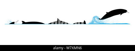 Illustrazione dell'immersione e violazione sequenza di grigio fatturati della balena (Mesoplodon grayi). Foto Stock