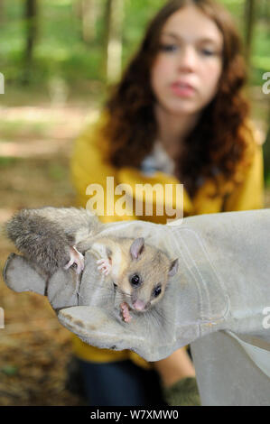 Sally Hyslop guardando un adulto / commestibili Fat ghiro (Glis glis) detenute in un guanto, durante un progetto di monitoraggio nel bosco dove questa specie europee è diventato naturalizzato, Buckinghamshire, UK, Agosto, Modello rilasciato. Foto Stock