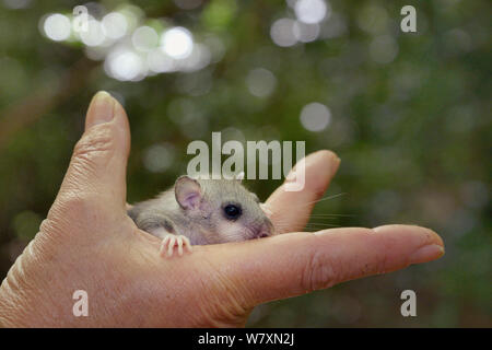 Giovani / commestibili Fat ghiro (Glis glis) tenuto in una mano durante un progetto di monitoraggio nel bosco dove questa specie europee è diventato naturalizzato, Buckinghamshire, UK, Agosto, Modello rilasciato. Foto Stock