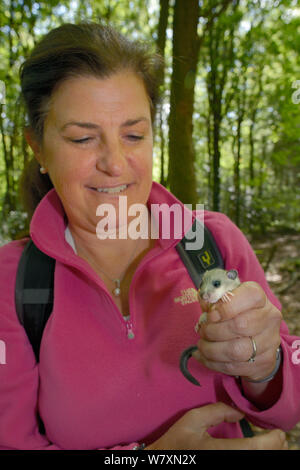 Jenny Crouch tenendo un giovane / commestibili Fat ghiro (Glis glis) durante un progetto di monitoraggio nel bosco dove questa specie europee è diventato naturalizzato, Buckinghamshire, UK, Agosto, Modello rilasciato. Foto Stock