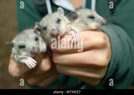 Tre giovani assonnato / commestibili Fat ghiro (Glis glis) tenuto in mano durante un progetto di monitoraggio nel bosco dove questa specie europee è diventato naturalizzato, Buckinghamshire, UK, Agosto, Modello rilasciato. Foto Stock