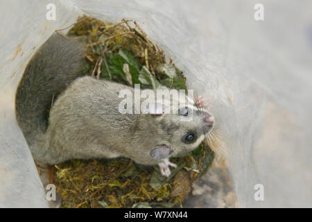 Femmina adulti / commestibili Fat ghiro (Glis glis) contenuta in un sacchetto di plastica nel corso di un sondaggio nel bosco dove questa specie europee è diventato naturalizzato, Buckinghamshire, UK, Agosto. Foto Stock