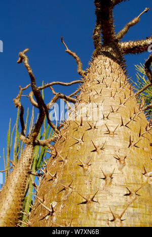 Spinosa tronco di albero (Pachypodium sp) Riserva Berenty, Madagascar. Foto Stock