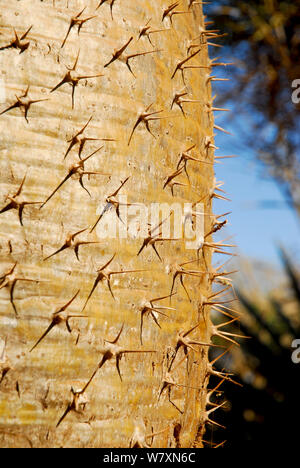 Spinosa tronco di albero (Pachypodium sp) Riserva Berenty, Madagascar. Foto Stock