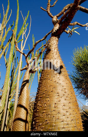 Spinosa tronco di albero (Pachypodium sp) Riserva Berenty, Madagascar. Foto Stock