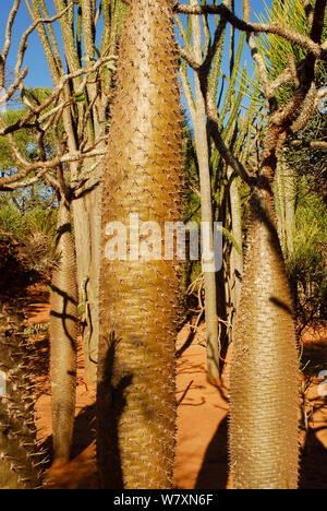 Spinosa tronco di albero (Pachypodium sp) Riserva Berenty, Madagascar. Foto Stock