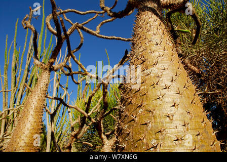 Spinosa tronco di albero (Pachypodium sp) Riserva Berenty, Madagascar. Foto Stock