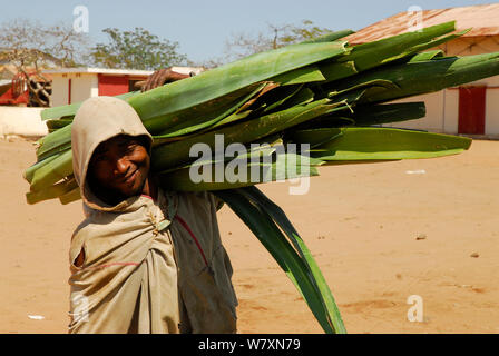 Lavoratore di taglio portante Sisal (agave sisalana) utilizzato per la fabbricazione di una fune. Berenty, sud del Madagascar. Marzo 2005. Foto Stock