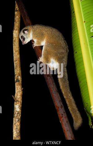 Pelliccia-eared dwarf lemur Cheirogaleus (crossleyi) Andasibe-Mantadia Parco nazionale del Madagascar. Foto Stock