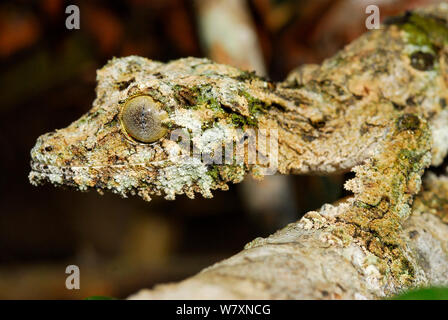 Foglia di muschio tailed gecko (Uroplatus sikorae) sul ramo, Andasibe- parco nazionale Mantadia, Madagascar. Foto Stock