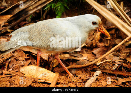 Kagu (Rhynochetos jabatus) con una vite senza fine in preda nel becco. Blue River Provincial Park / Parc Provincial de la riviere Bleue, Nuova Caledonia. Specie in via di estinzione, endemica. Foto Stock