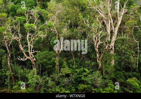 La foresta pluviale tropicale nel fiume Azzurro Parco Provinciale / Parc Provincial de la riviere Bleue, Nuova Caledonia. Foto Stock