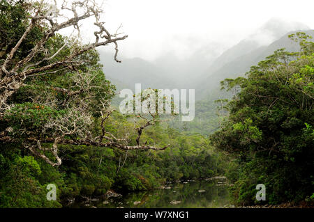 La foresta pluviale tropicale nel fiume Azzurro Parco Provinciale / Parc Provincial de la riviere Bleue, Nuova Caledonia. Foto Stock