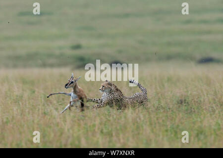 Femmina di ghepardo (Acinonyx jubatus) cattura Thomson&#39;s gazelle (Eudorcas thomsonii) Masai-Mara Game Reserve, in Kenya. Foto Stock